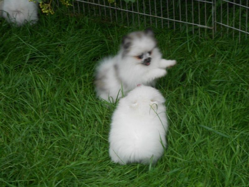 Cuccioli di volpino pomeranian  ( per regalo )