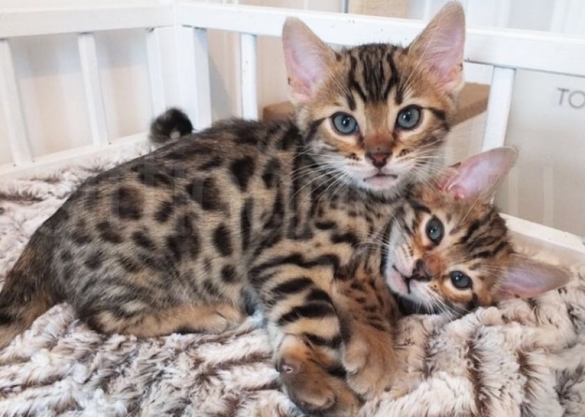 Bellissimi cuccioli bengala disponibili per l'adozione