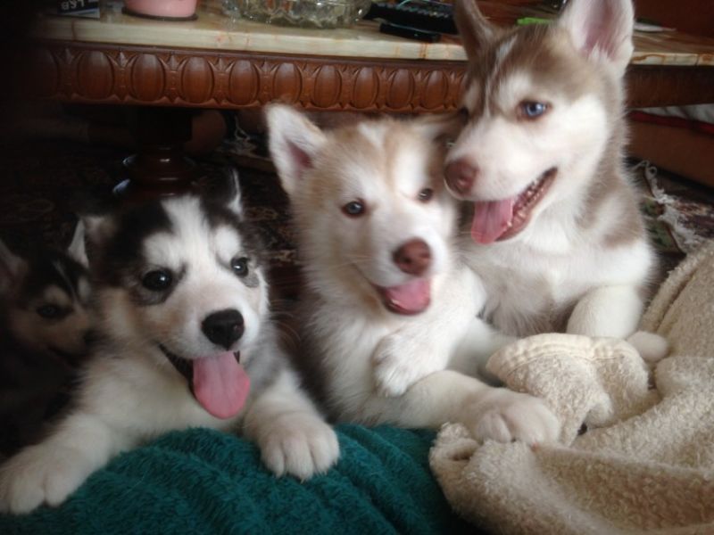 Regalo cuccioli Siberian Husky Maschio e Femmina