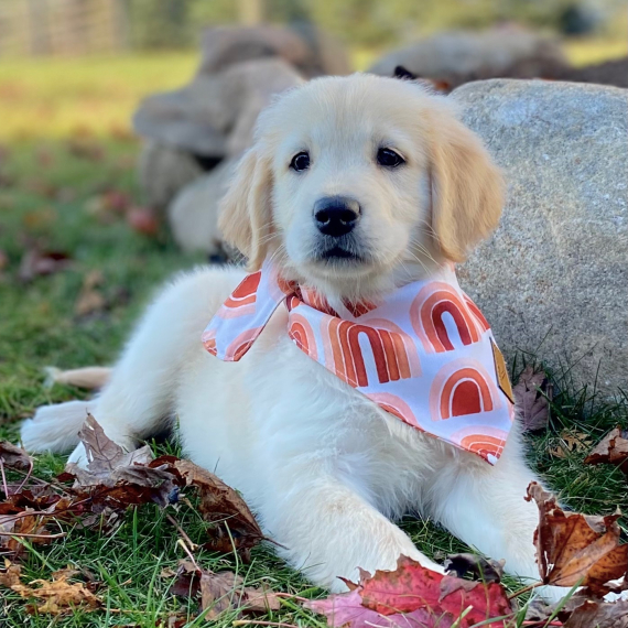 Regarlo Golden Retriever cuccioli EMAIL (canine.boutique.pro@gmail.com)
