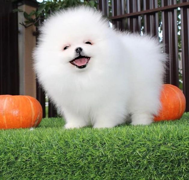 Regalo Volpino di pomerania