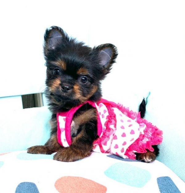Bellissimi cuccioli di Mini Yorkshire Terrier