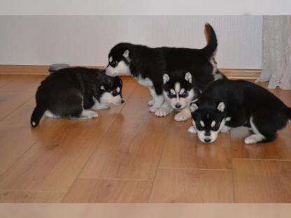 Regalo Cuccioli Siberian Husky 