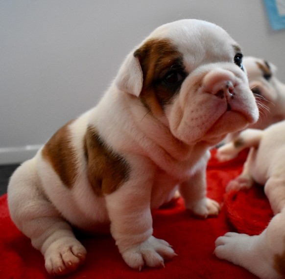 Regalo Bulldog inglese cuccioli disponibili