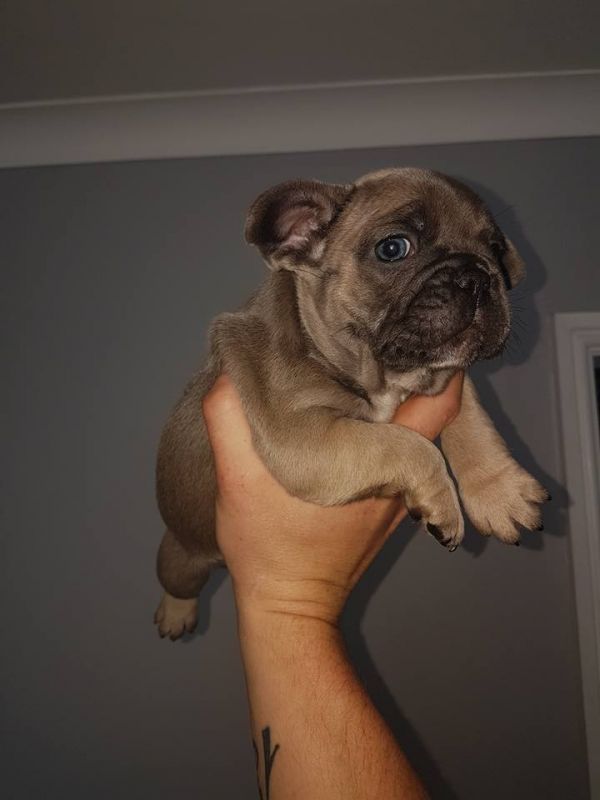 Adorabili cuccioli di Bulldog Francese femminucce e maschietti disponibili per l'adozione