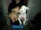 Cuccioli di Pitbull