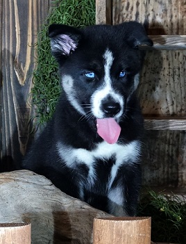 Regalo cuccioli di Siberian Husky