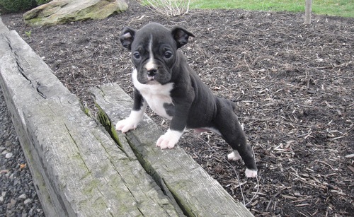 REGALO cuccioli boxer