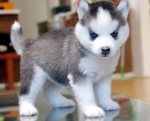   regalo cuccioli di Sibarian Husky disponibili per l'adozione