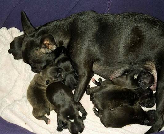 Cucciolo di Bouledogue Francese in vendita da allevamento e negozio