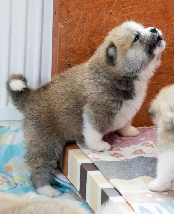 Cuccioli di akita-inu per adozione ( maschio e femmina )