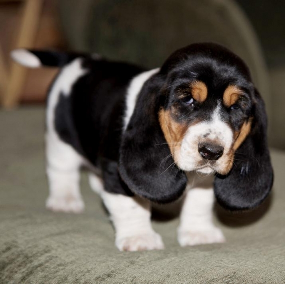 Regalo BELLISSIMI CUCCIOLI DI Basset Hound