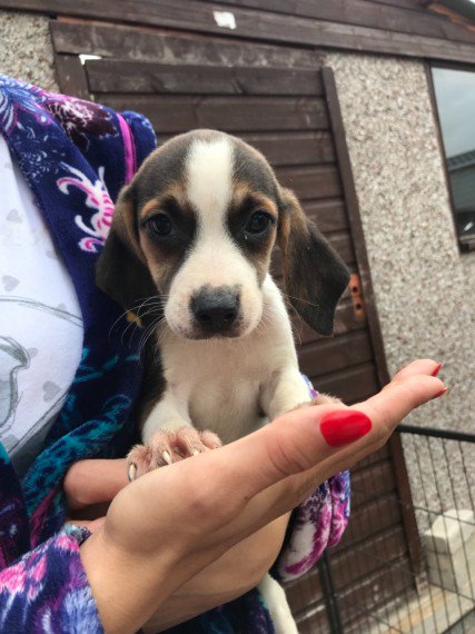 Regalo beagle cuccioli  Disponibili splendidi cuccioli di beagle di prestigiosa genealogia seleziona