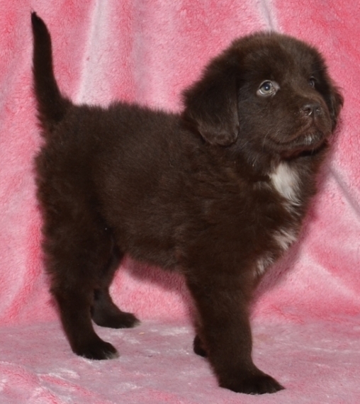Regalo cuccioli di TERRANOVA