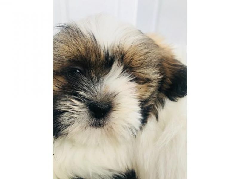Fantastici piccoli cuccioli di shih disponibili per natale.