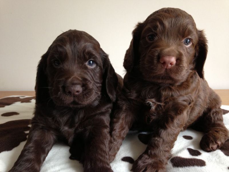 REGALO Cuccioli Coker Spaniel