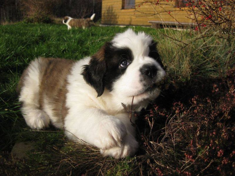 Regalo cuccioli san bernardo