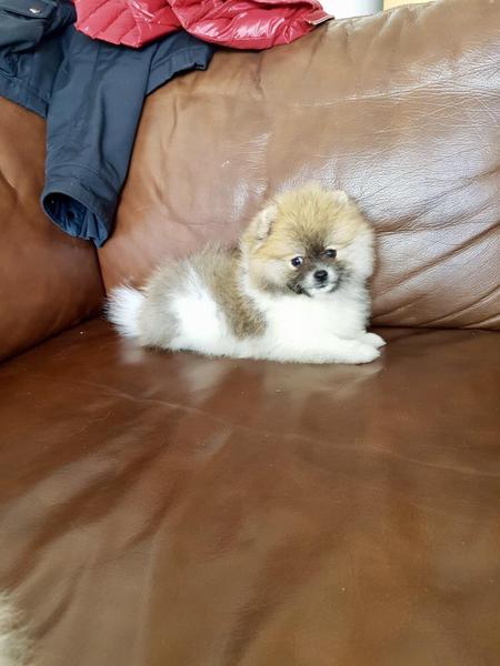  { Regalo Volpino di pomerania (spitz tedesco nano