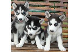 Cuccioli di siberian husky