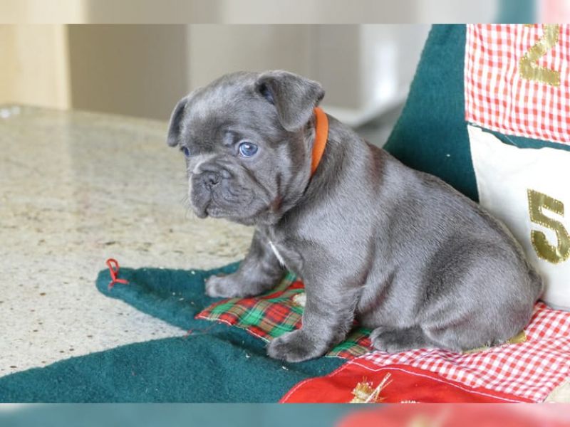 3 dolce cuccioli di bulldog francese a regalo