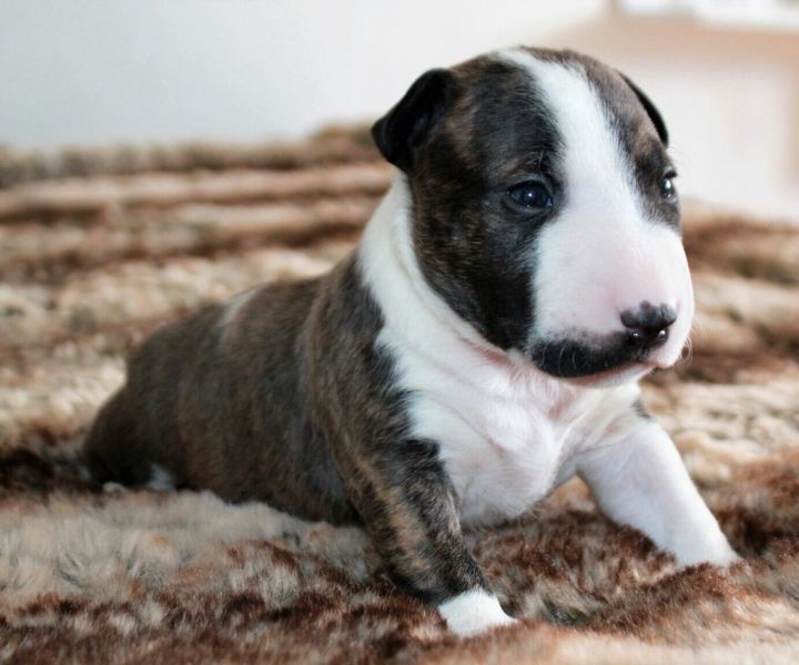 Cuccioli di miniature bull terrier per adozione ( maschio e femmina )