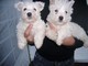 Westhighland terrier cuccioli disponibili