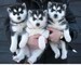 Cuccioli Qualit� siberiani Husky