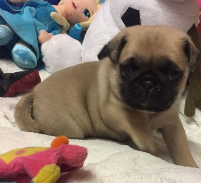 Bellissimi cuccioli carlino