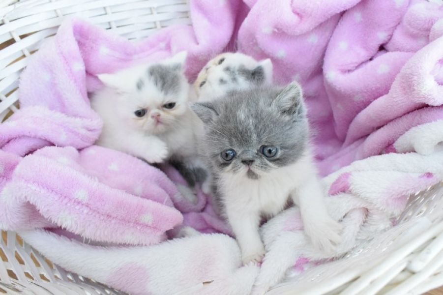 Regalo Gattini Exotic in cerca di famiglia