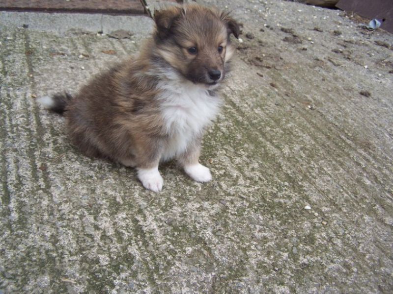 Regalo Cuccioli di shetland sheepdog