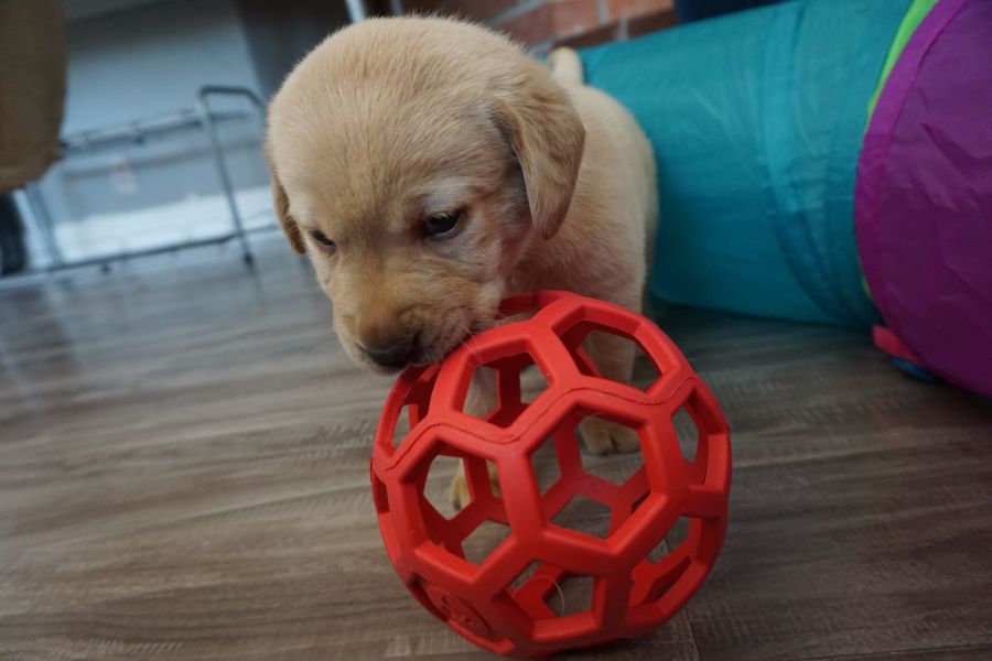 Labrador cuccioli introvabili cuccioli E-MAIL  (marieiris783@gmail.com)