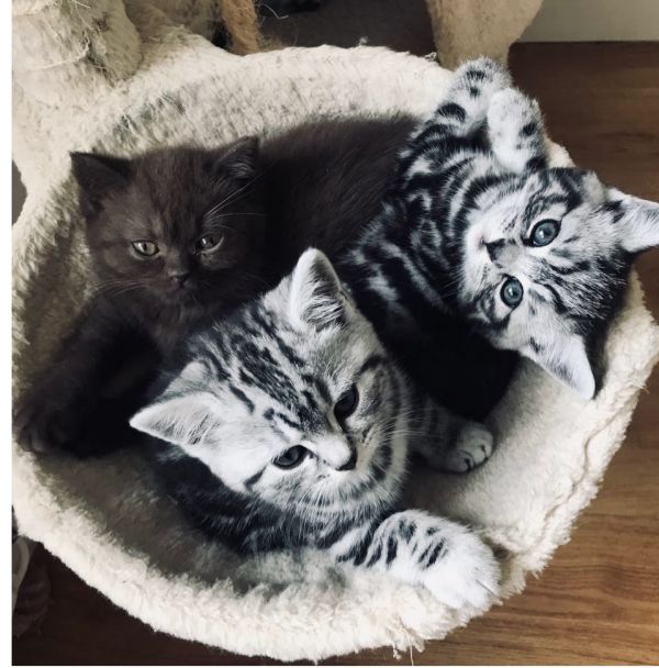 Meravigliosi gattini britannici a pelo corto