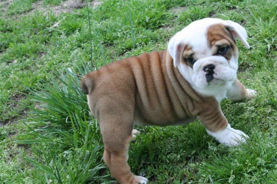 REGALO CUCCIOLI di bulldog inglese,