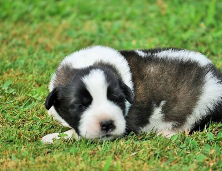  regalo cuccioli di san bernardo disponibili per l'adozione