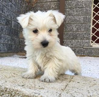 Regalo West Highland  cuccioli tutti miei nati in casa da genitori sempre di mia propriet� e tranqui