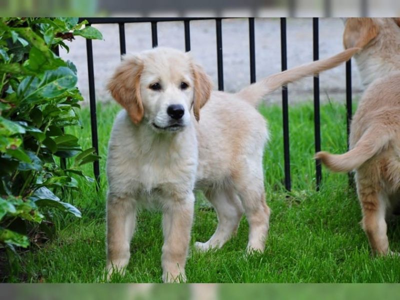 Affascinanti cuccioli golden retriever