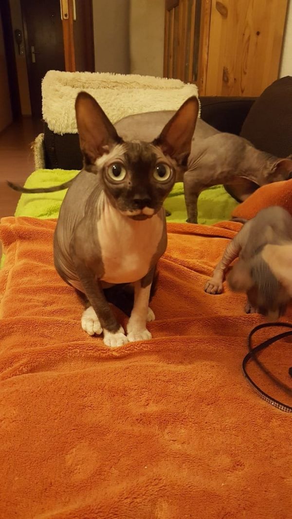 Molto bella e sani gattini Sphynx  per adozione maschi e femmine disponibili (gratis)