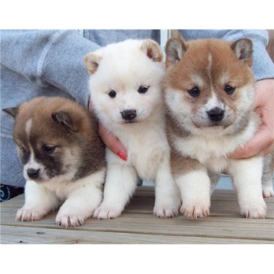 Adorabili cuccioli di akita-inu femminucce e maschietti disponibili per l'adozione