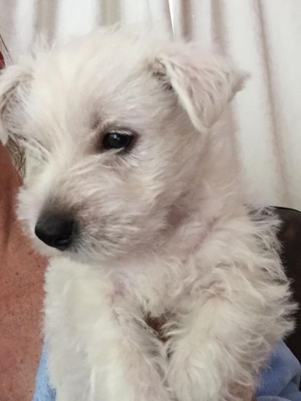 Regalo adorabili cuccioli di West Highland femminucce e maschietti disponibili per l'adozione gratui