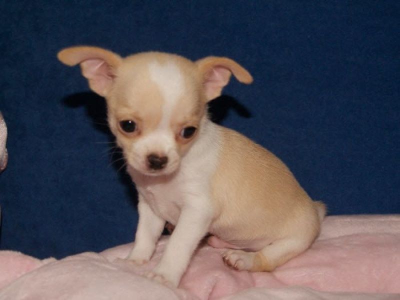 regalo cuccioli di chihuahua disponibili per l'adozione