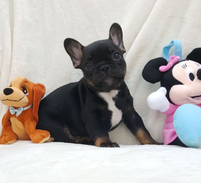Regalo Carlino Disponiamo di una cucciolata di Carlino, i cuccioli verranno Dato dopo 90 giorni dall