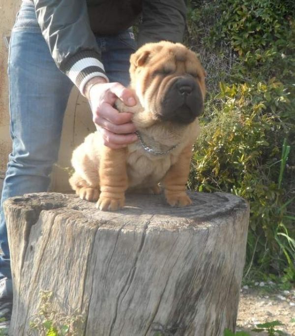  shapei cuccioli