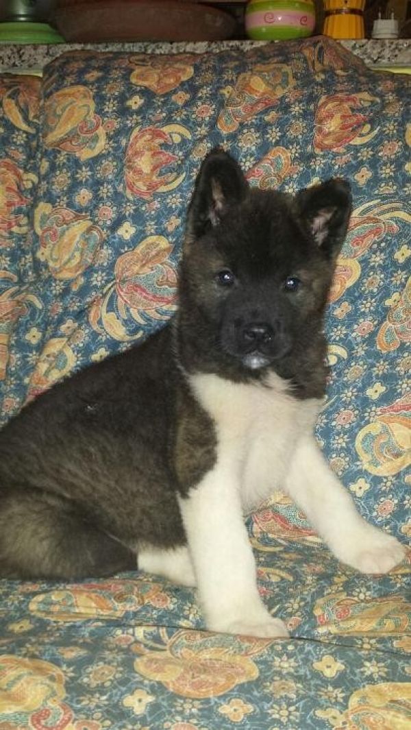 Cucciolo di akita-inu