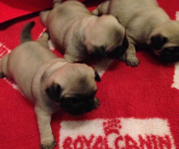 Bellissimi cuccioli carlino