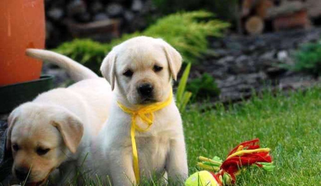  bella e sani cuccioli di labrador per adozione 