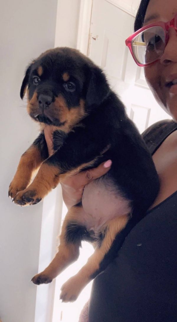  Regalo Splendidi cuccioli di Rottweiler
