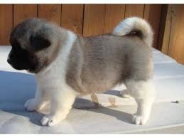 Adorabili cuccioli di akita inu femminucce e maschietti disponibili per l'adozione cuccioli sono vac