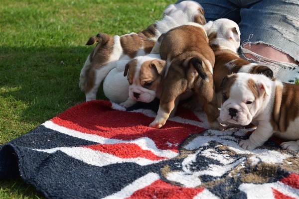 Regalo Bulldog inglese cuccioli disponibili