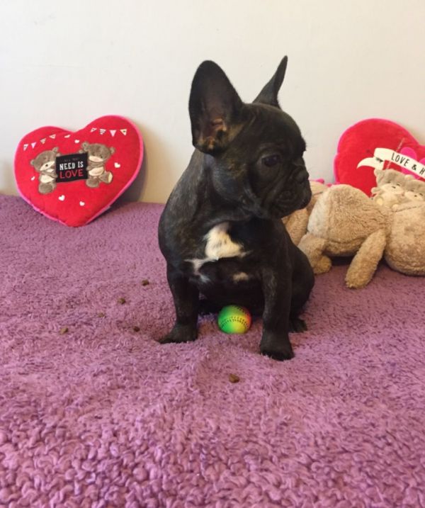 Abbiamo  splendidi cuccioli di Bouledogue Francese