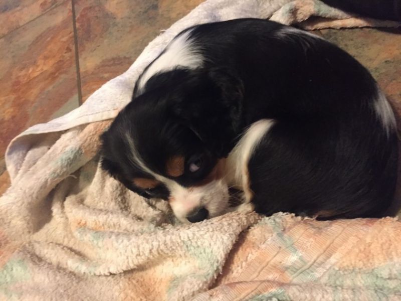 Cuccioli di cavalier king disponibili